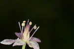 Osceola's plume <BR>Death camas <BR>Crow poison